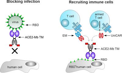 A novel ACE2 decoy for both neutralization of SARS-CoV-2 variants and killing of infected cells